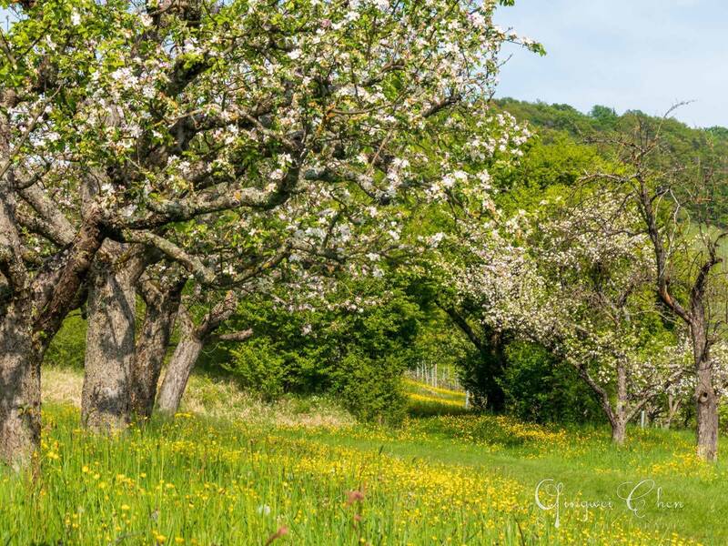 Apfelbaumwiese mit Wiesenblumen bei schönem Wetter